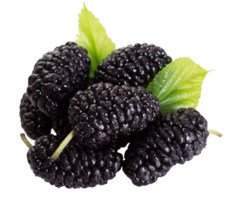 black-mulb-removebg-preview