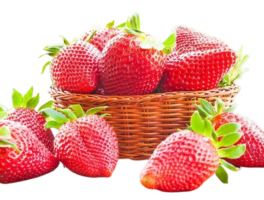 WhatsApp_Image_2026-01-08_at_12.32.28_PM-removebg-preview